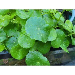 Hydrocotyle Verticillata (Umbrella Pennywort) 铜钱草